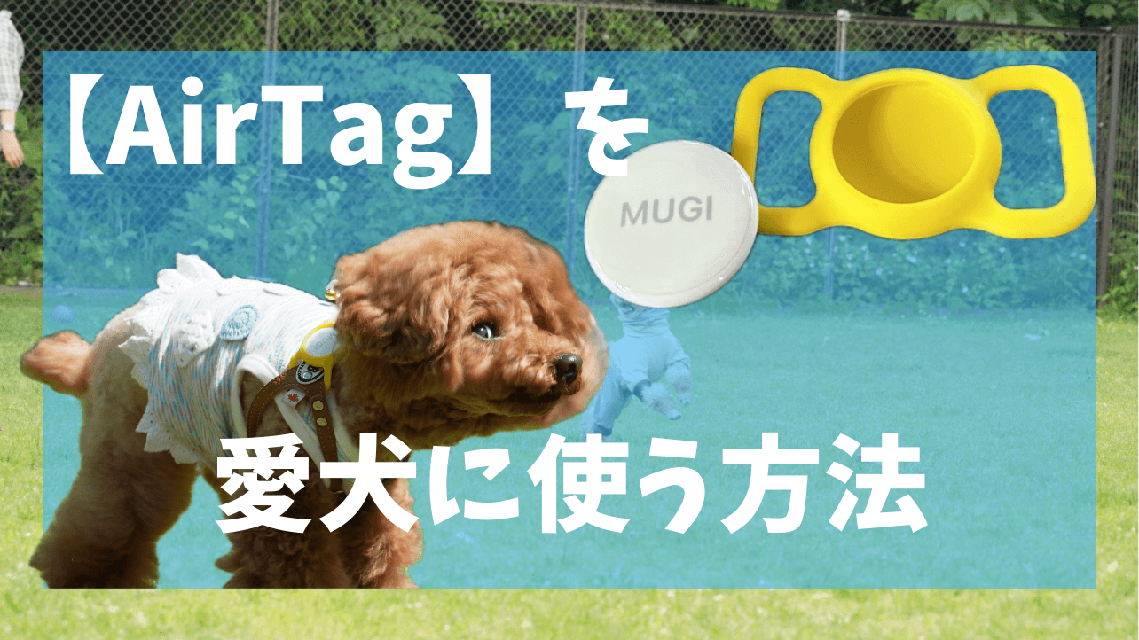 【AirTag】を愛犬に使う方法｜３年使用して徹底解説！