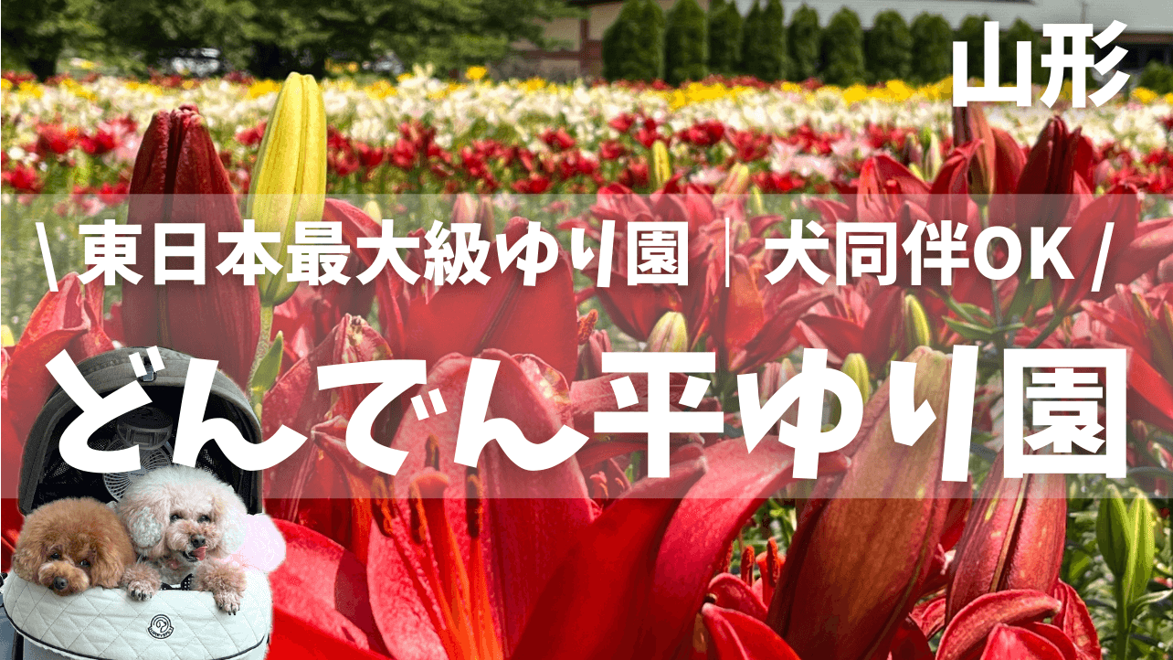 【どんでんゆり園】ワンちゃんと行く東日本最大級のゆり園｜絶対確認して欲しい注意点