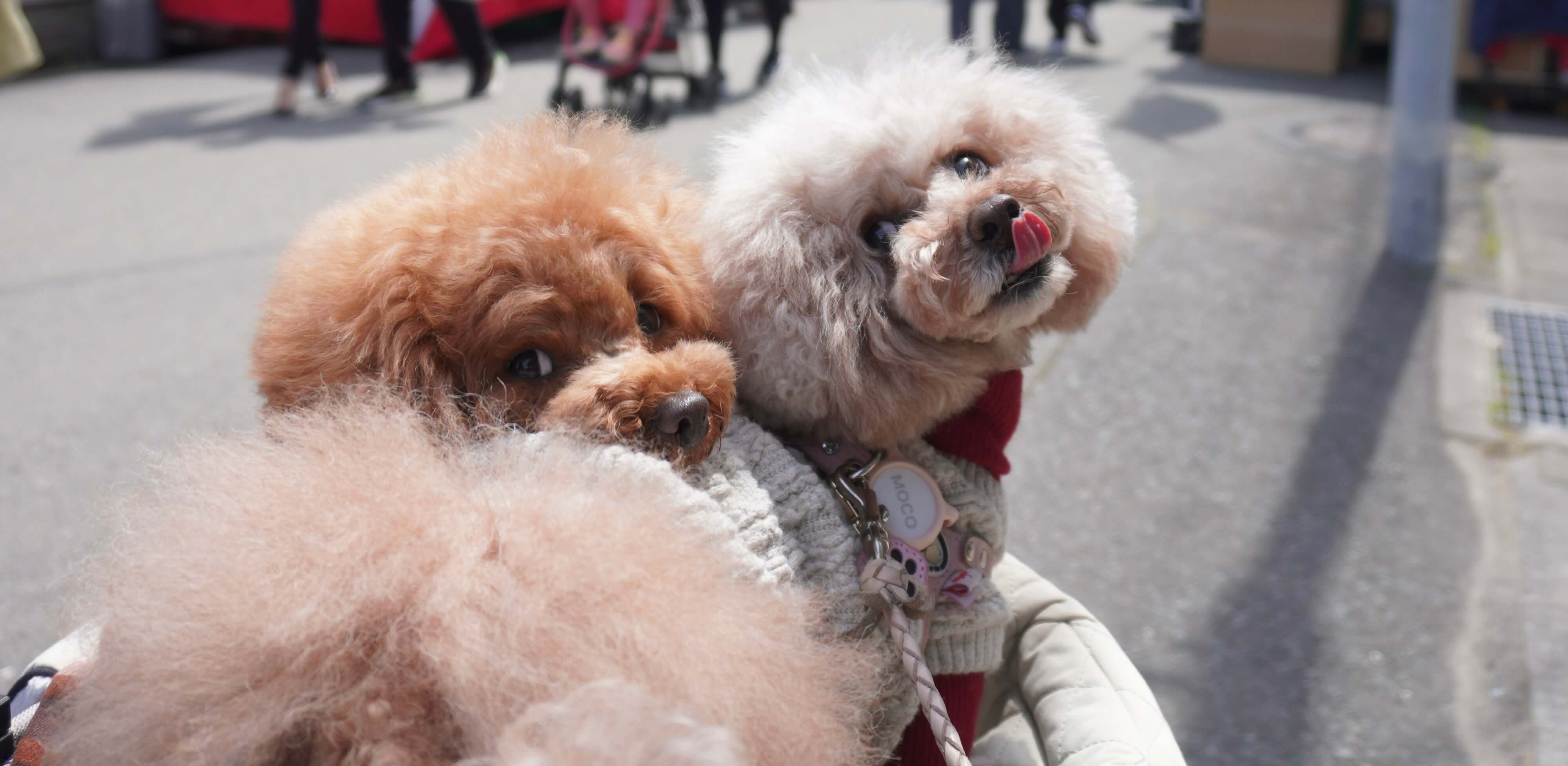 【体験談】初めての多頭飼い、先住犬の嫉妬は本当にあるの？愛犬に起きた心因性湿疹の実録