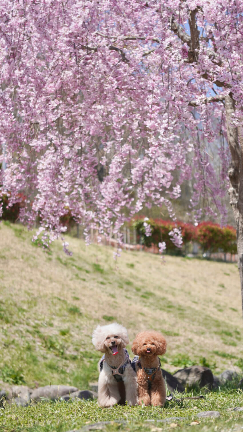 宮城 犬 桜スポット グランディ21 公園 散歩