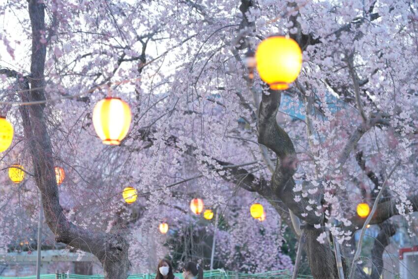 宮城 犬 桜スポット 榴岡公園 屋台 お花見