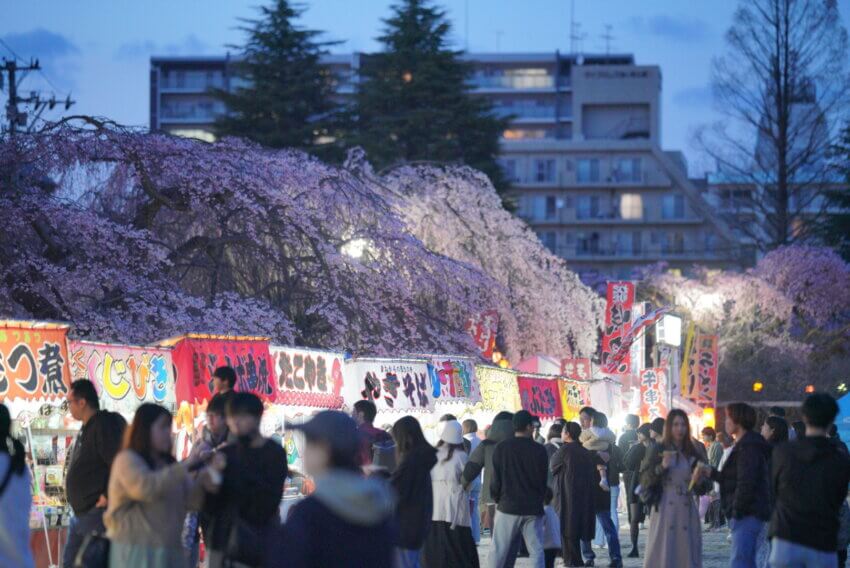 宮城 犬 桜スポット 榴岡公園 屋台 お花見