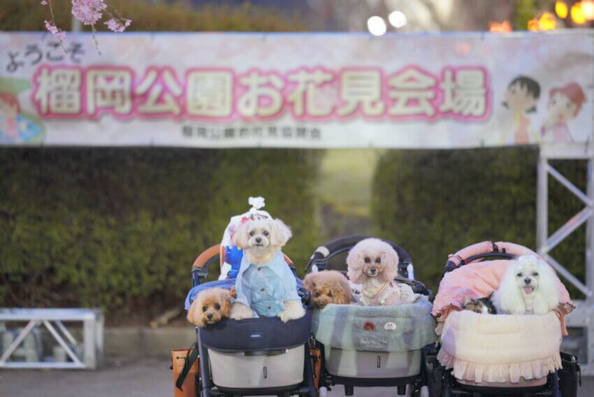 宮城 犬 桜スポット 榴岡公園 屋台 お花見