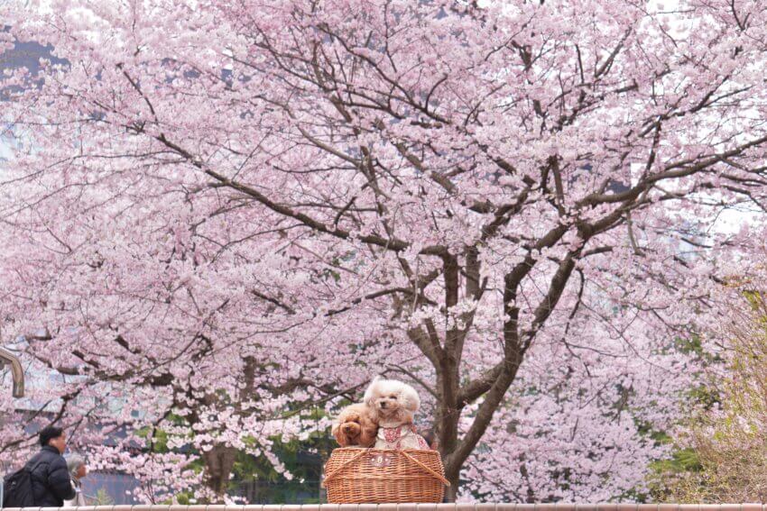 宮城 犬 桜スポット 錦町公園 桜 都市公園
