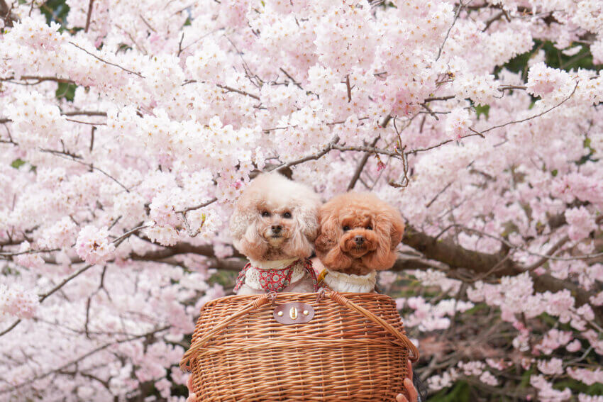 宮城 犬 桜スポット 錦町公園 桜 都市公園