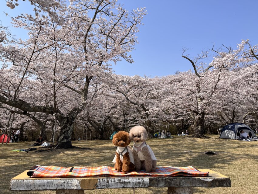 宮城 犬 桜スポット 三神峯公園 桜 散歩