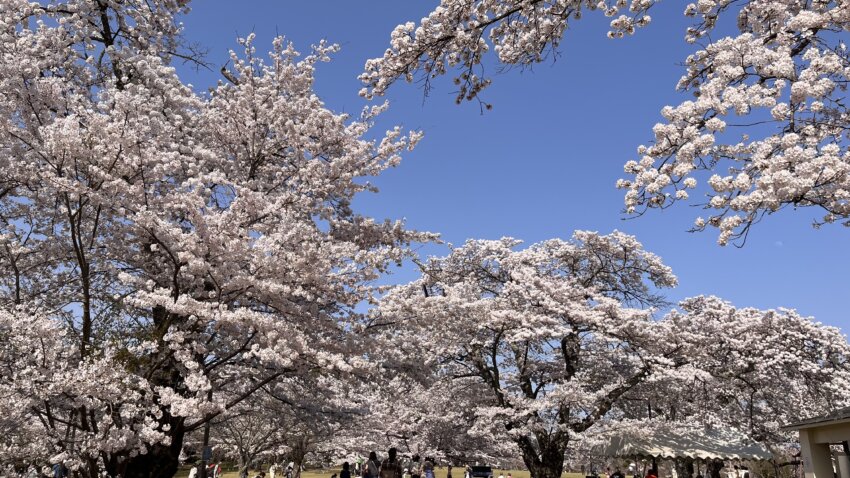 宮城 犬 桜スポット 三神峯公園 桜 散歩