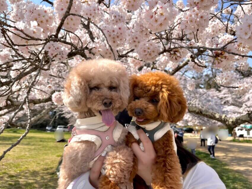 宮城 犬 桜スポット 三神峯公園 桜 散歩