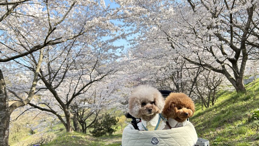 宮城 犬 桜スポット とんとんの丘 桜 散歩