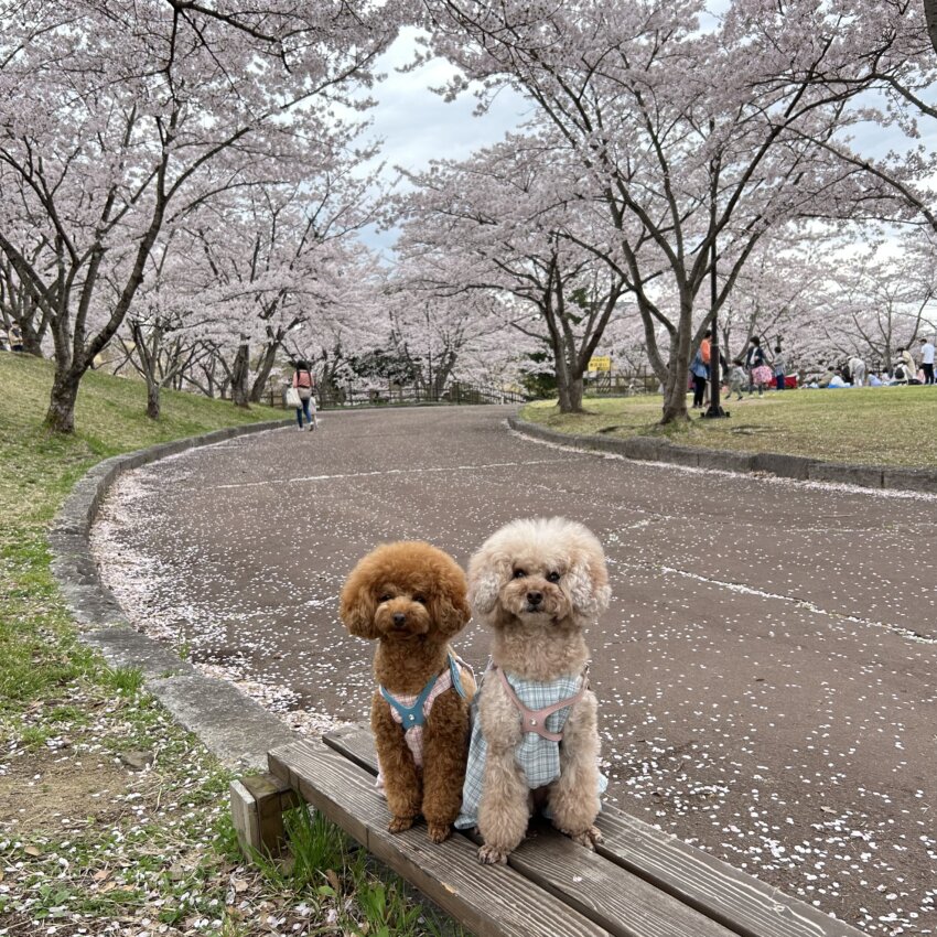 宮城 犬 桜スポット 錦ヶ丘公園 桜 穴場