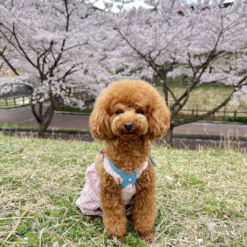 宮城 犬 桜スポット 錦ヶ丘公園 桜 穴場
