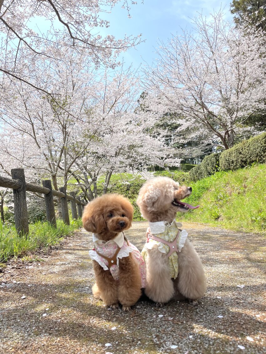 宮城 犬 桜スポット とんとんの丘 桜 散歩