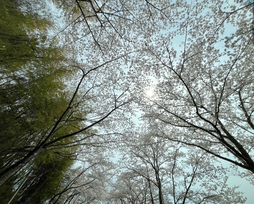 宮城 犬 桜スポット 城山公園 涌谷城址 お花見