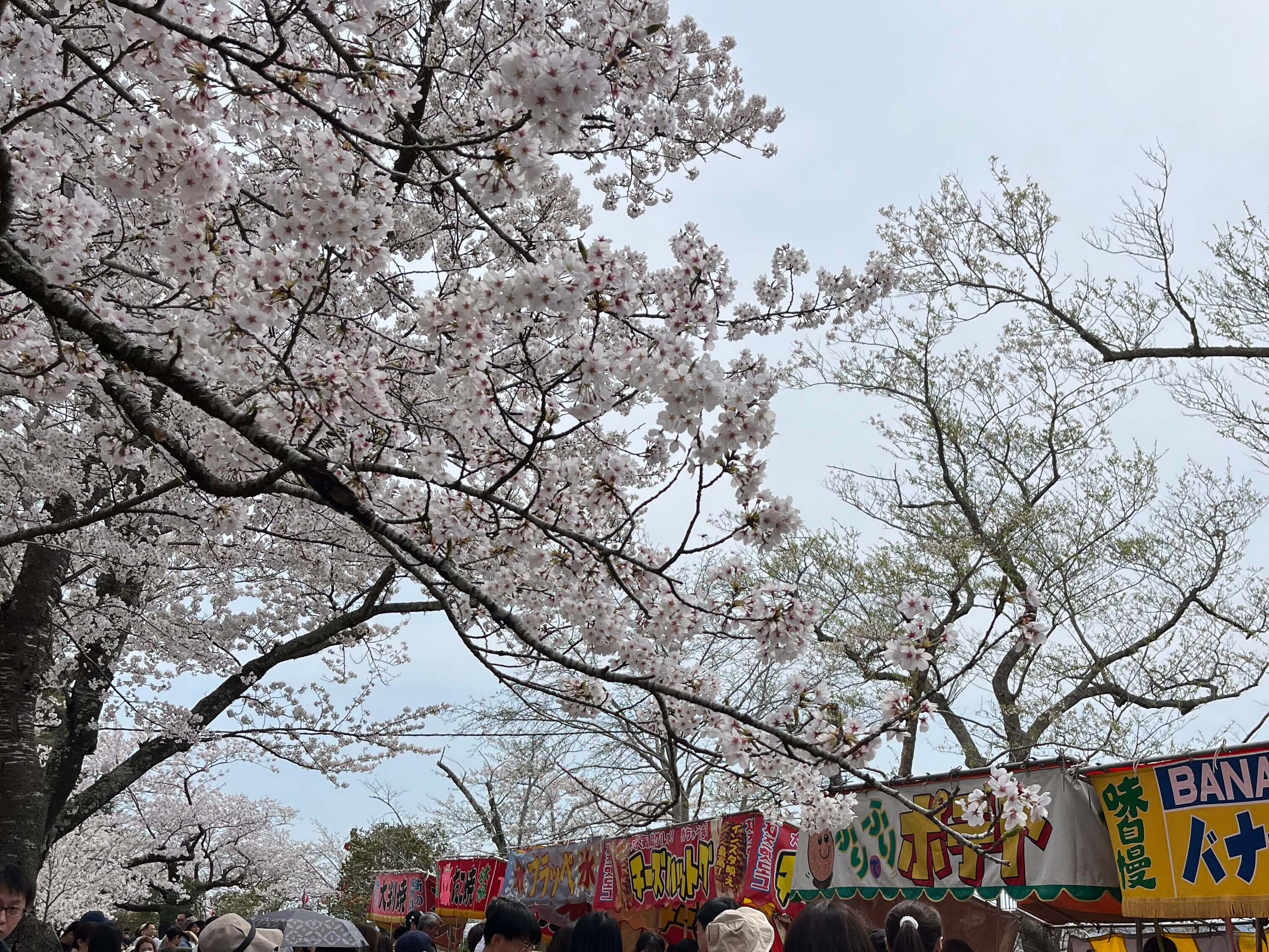 宮城 犬 桜スポット 城山公園 涌谷城址 お花見