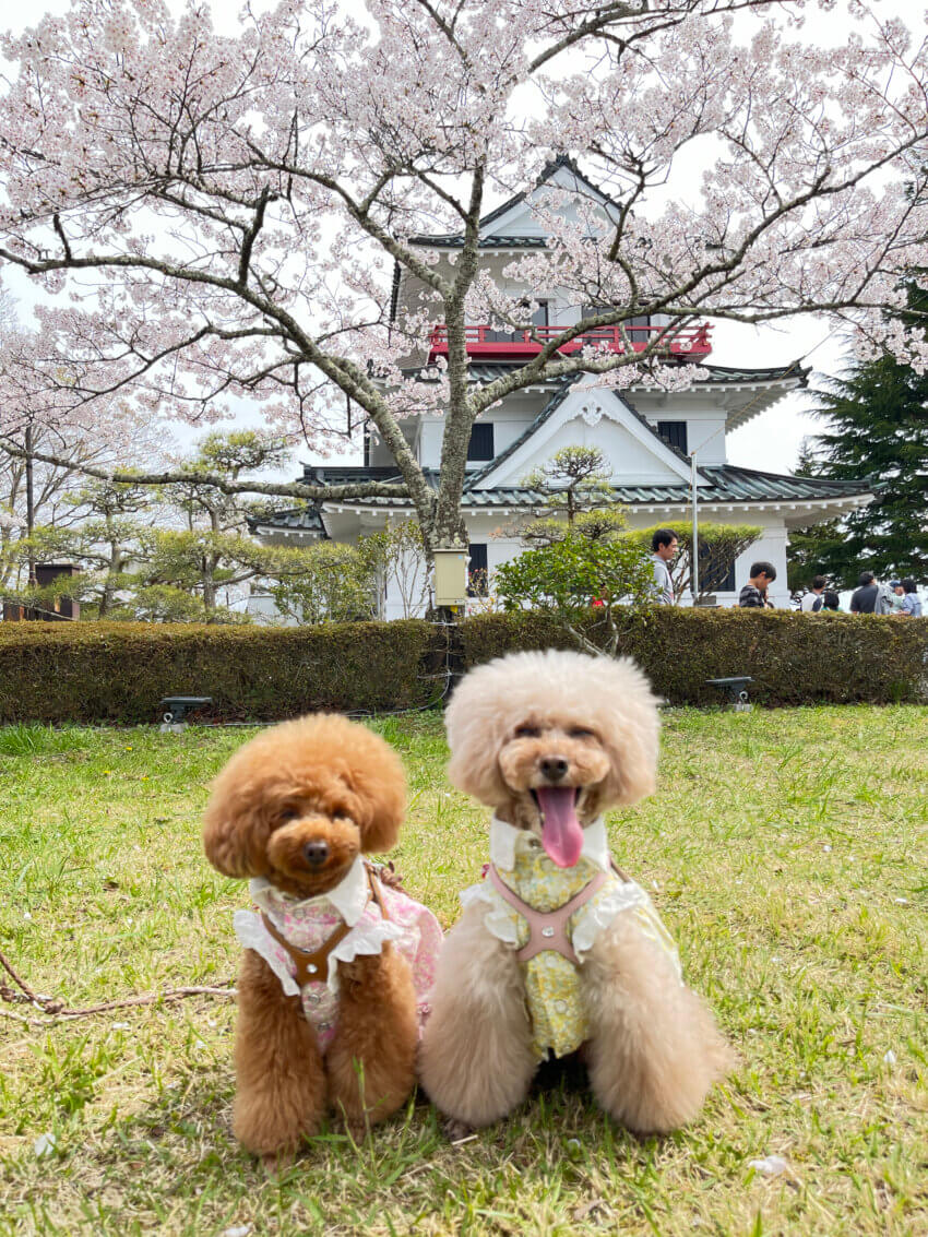 宮城 犬 桜スポット 城山公園 涌谷城址 お花見