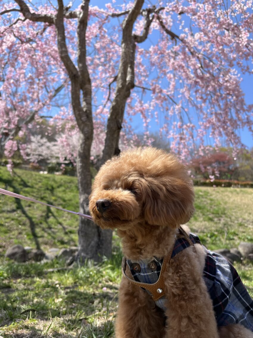 宮城 犬 桜スポット グランディ21 公園 散歩