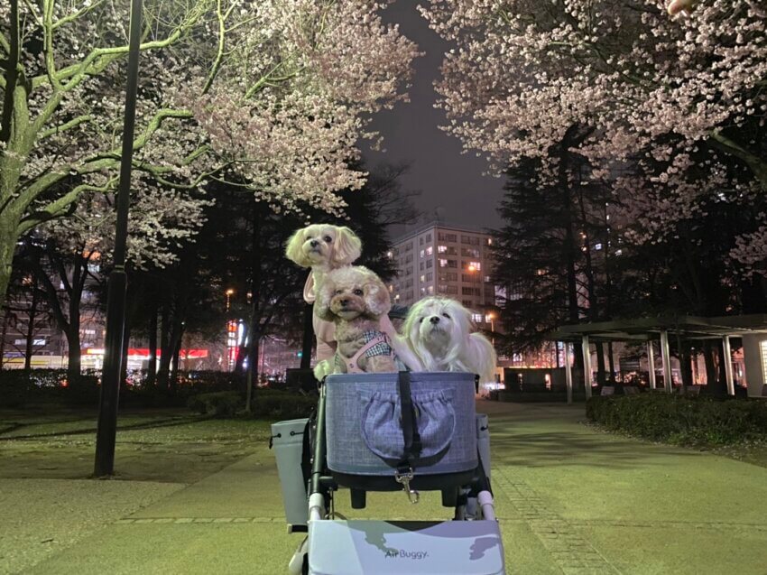宮城 犬 桜スポット 錦町公園 桜 都市公園