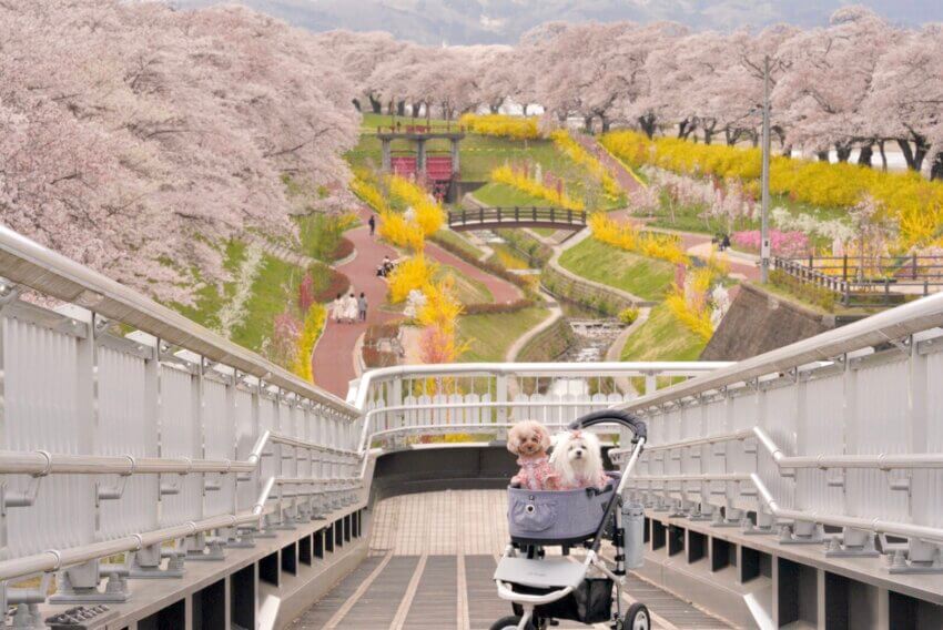 宮城 犬 桜スポット 白石川堤 一目千本桜