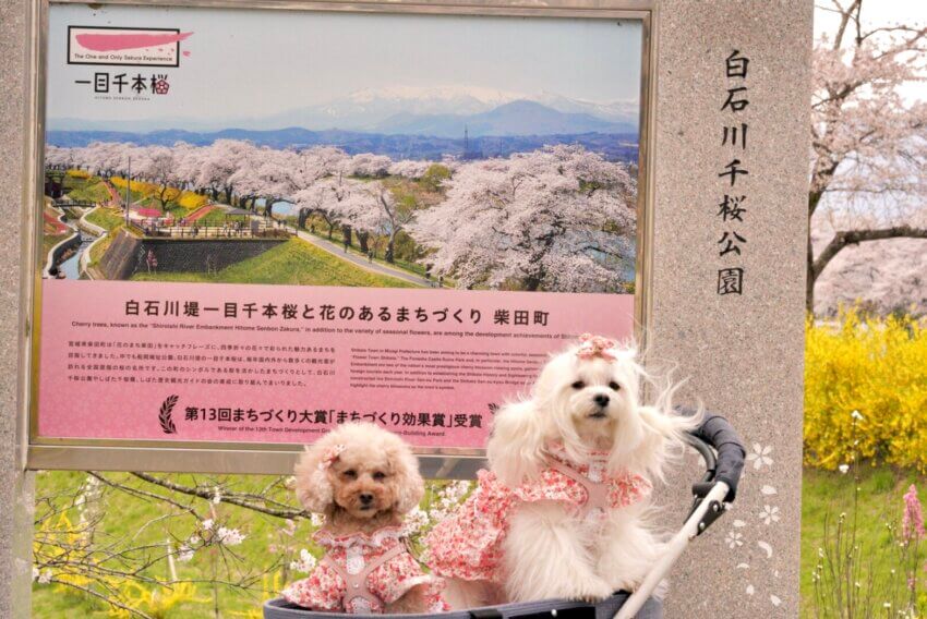 宮城 犬 桜スポット 白石川堤 一目千本桜