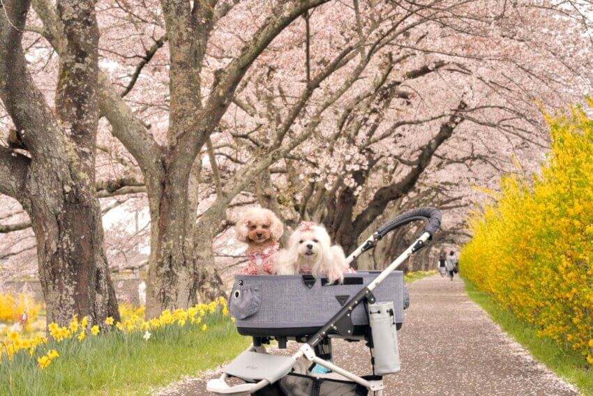 宮城 犬 桜スポット 白石川堤 一目千本桜