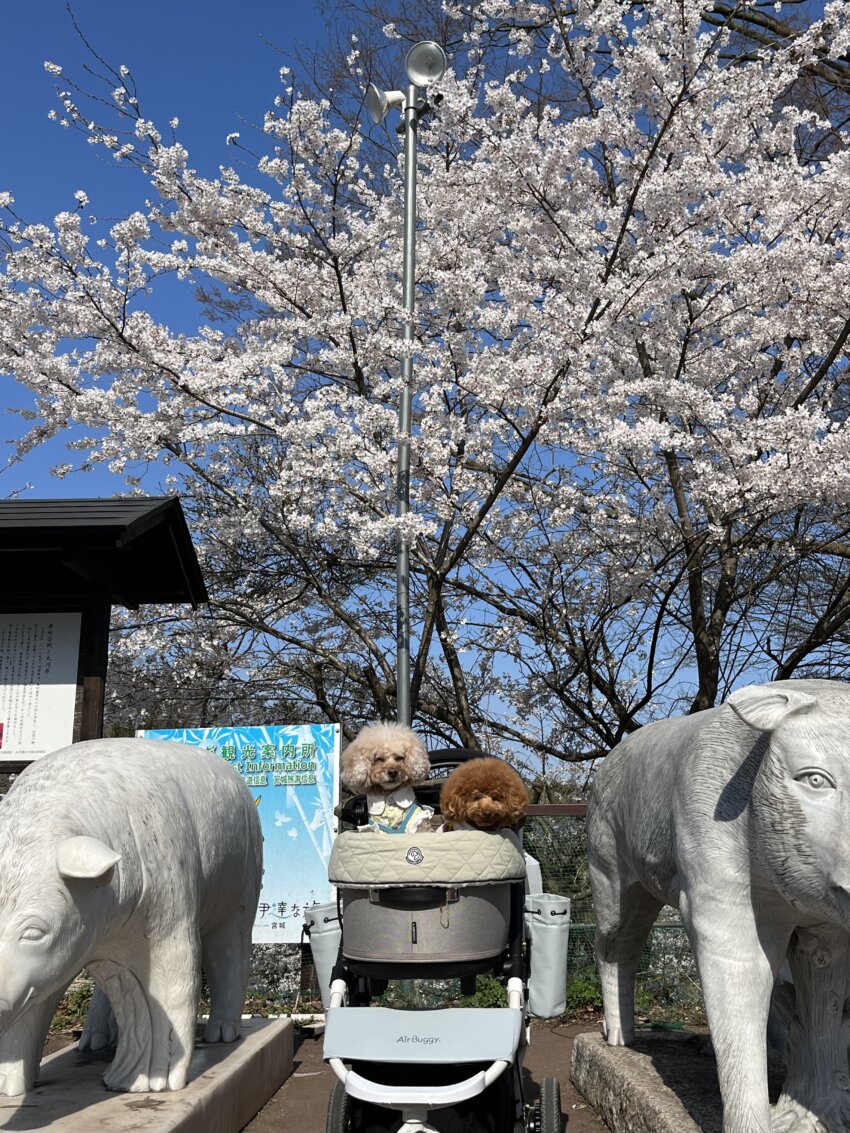 宮城 犬 桜スポット とんとんの丘 桜 散歩