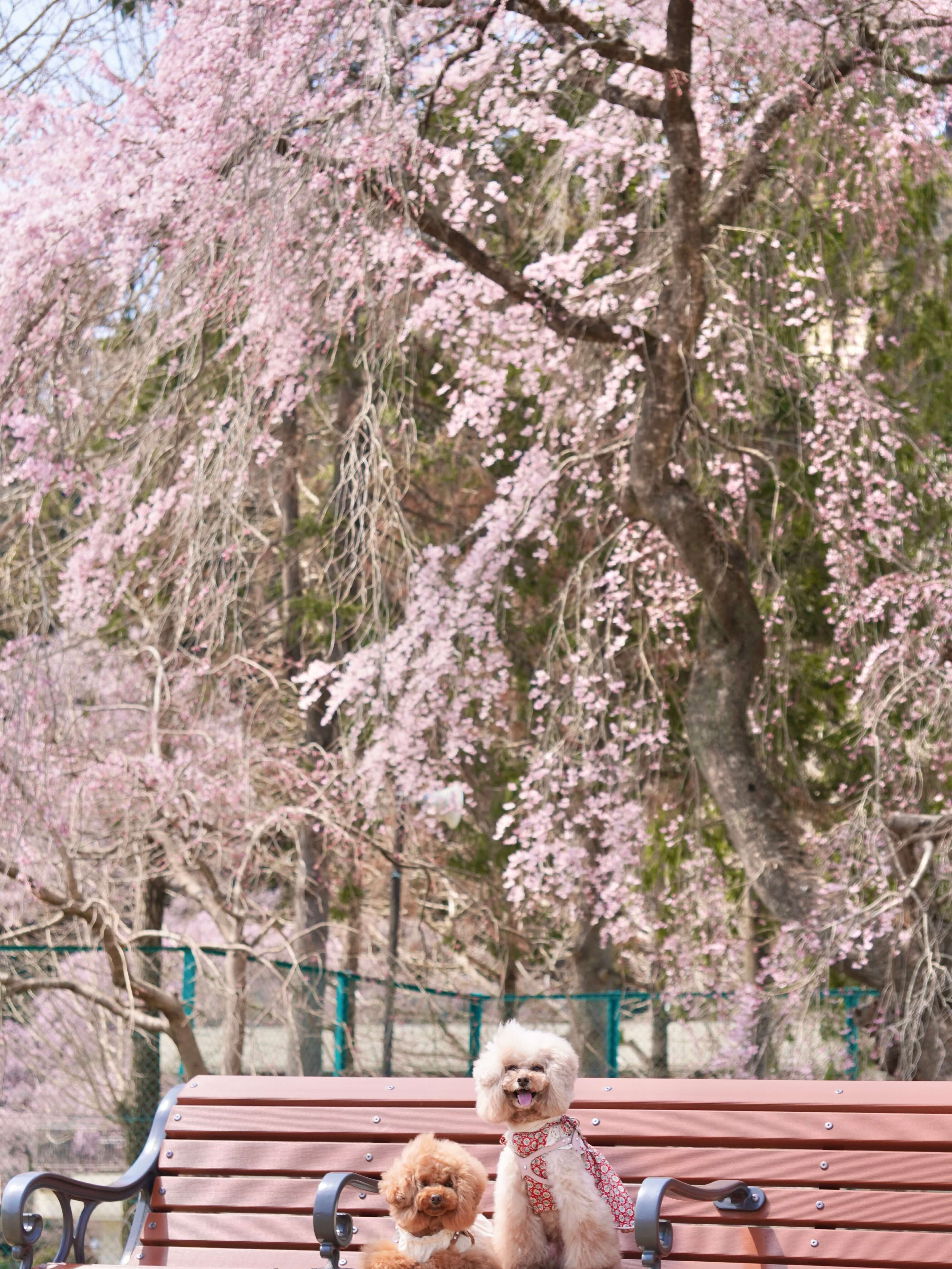 宮城 犬 桜スポット 青葉山公園 しだれ桜
