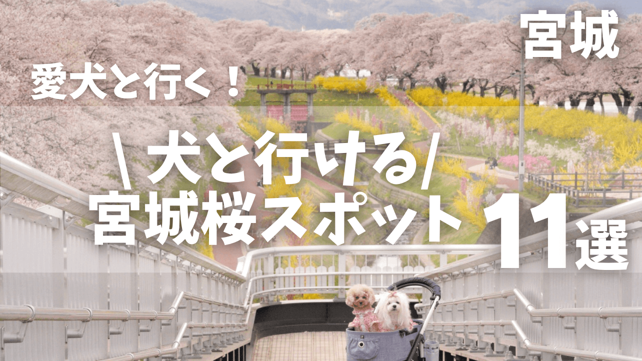 【宮城】愛犬と行ける桜の名所おすすめ11選｜犬連れOKお花見スポットまとめ