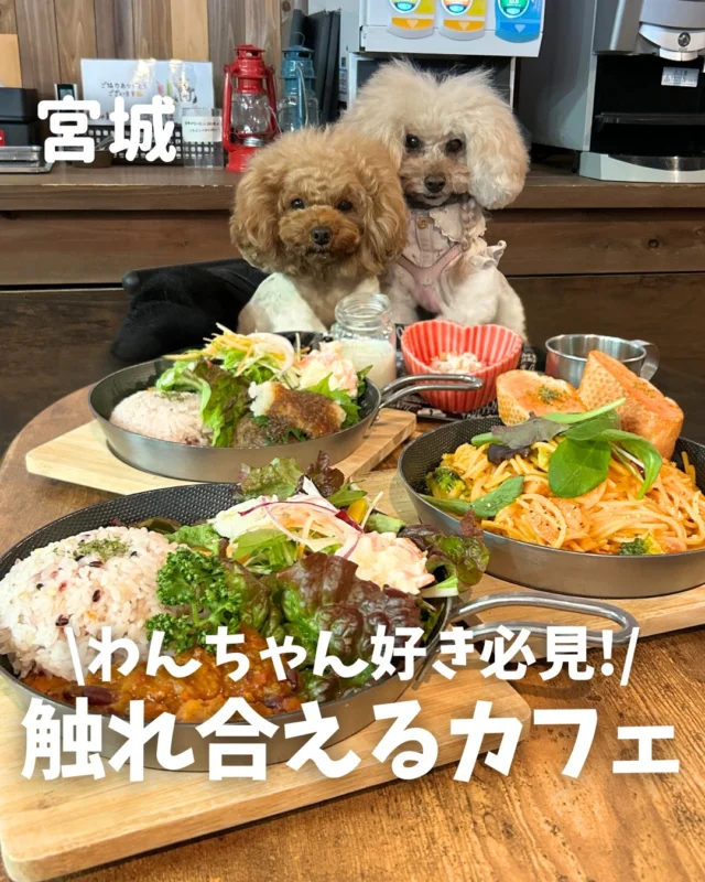 その他 ワンちゃんお迎えセット一式（未使用）